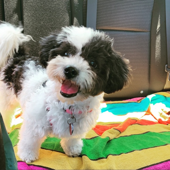 Posh Ambassador, Natasha 😉❤️🙌🏼🐶 - Picture 2 of 7